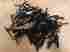 40441-40442 Harbor Freight Lot Of 100 Wire Brushes
